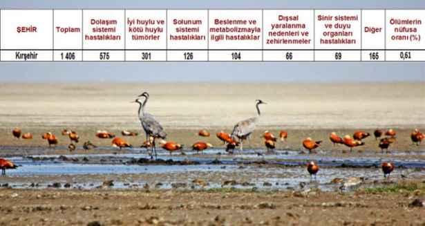 Ölüm oranlarının en yüksek olduğu iller