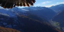 İki kartalın saldırısına uğrayan drone düştü