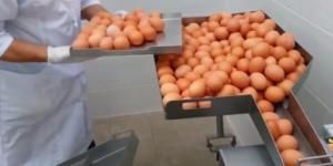 Yumurta kırıp ayrıştıran makine