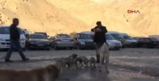 Hakkarili esnaf 10 sokak köpeğini besliyor