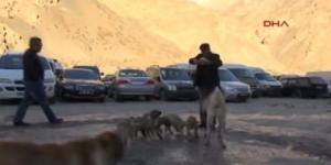 Hakkarili esnaf 10 sokak köpeğini besliyor