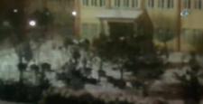 Aç kalan domuz sürüsü kampüse indi