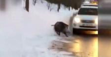 Yola inen domuza otomobil çarptı
