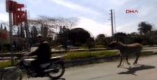 Eşeğe motosikletli eziyet