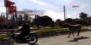 Eşeğe motosikletli eziyet