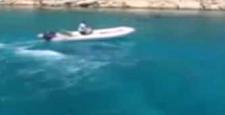 Caretta carettalar insanlara saldırdı!