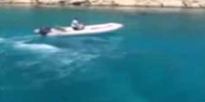 Caretta carettalar insanlara saldırdı!