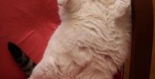 11 kiloluk kedi diyetle zayıflayacak