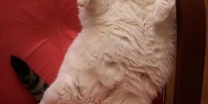 11 kiloluk kedi diyetle zayıflayacak