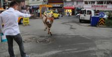 Ahırdan kaçan danalar Rize’yi birbirine kattı