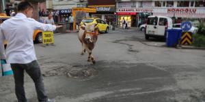 Ahırdan kaçan danalar Rize’yi birbirine kattı