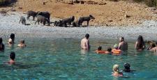 Bodrum Körfezi’nde domuzlar sahile indi!