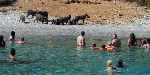 Bodrum Körfezi’nde domuzlar sahile indi!