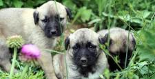 Köpekler kelimeleri ayırt edebiliyor