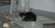 Bank Asya’da kedi yakalama operasyonu