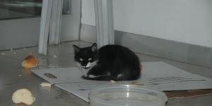 Bank Asya’da kedi yakalama operasyonu