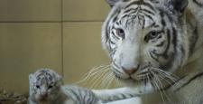 Polonya’da 4 beyaz aslan ile 3 beyaz kaplan dünyaya geldi