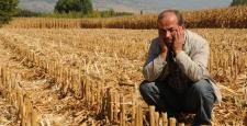 Tokat’ta 15 dönümlük mısırı hasat ederek çaldılar