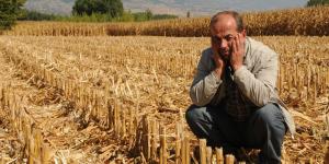 Tokat’ta 15 dönümlük mısırı hasat ederek çaldılar