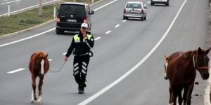 Yola çıkan atlar sürücülere zor anlar yaşattı